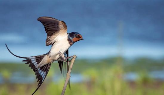 NATURE: Imagine surviving a drought, only to be served poison