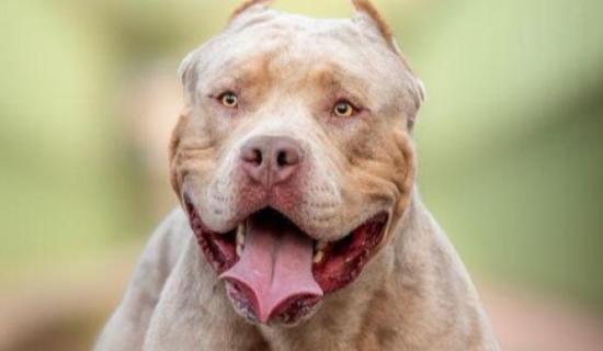 UPDATE: XL Bully dog which savagely attacked Limerick woman put down