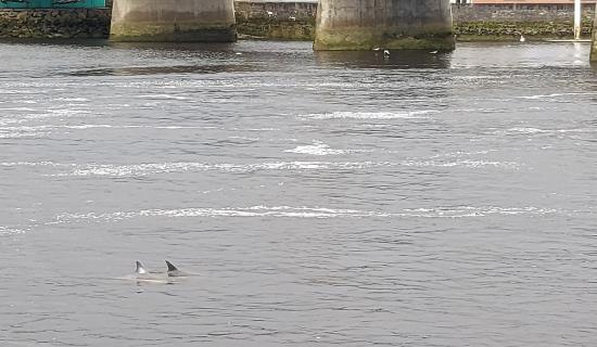 WATCH: Delight as dolphins spotted swimming down River Shannon  in Limerick city
