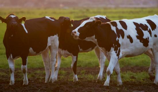 Limerick farmers urged to be vigilant after bluetongue detection