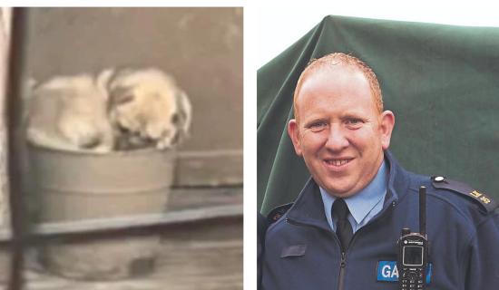 Dog named after Limerick garda sergeant who rescued pug from &lsquo;living nightmare&rsquo;