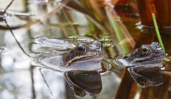 &lsquo;Hop To It&rsquo; in bid to help track frogs for IPCC survey in Limerick