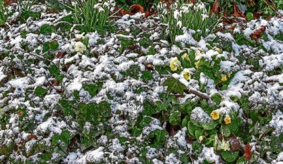 Out in the Open: A heartless Limerickman - by Dan Paddy Andy