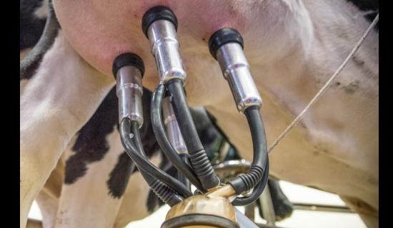 IFA raise Limerick dairy farmers&rsquo; concern over lack of work permits