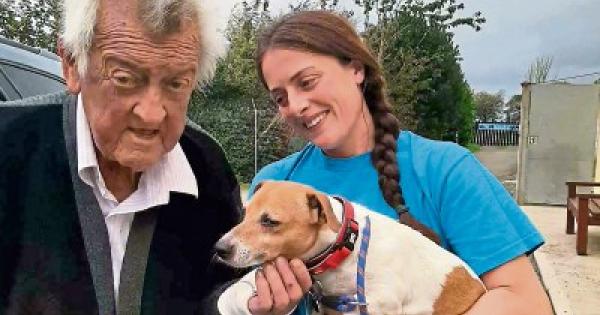 done deal puppies limerick