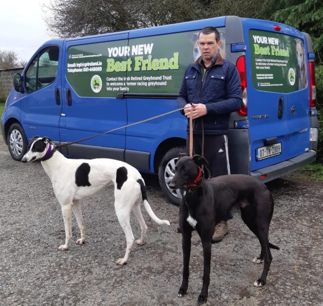 Can A Greyhound Live In Ireland