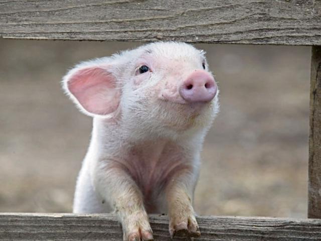 silk purse sow's ear