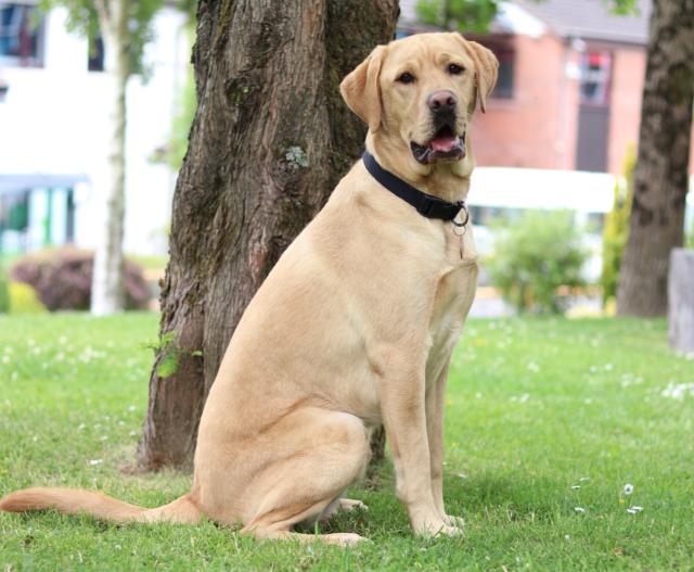 How To Keep A Dog Calm