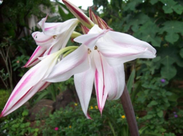Gardening: Summer flowers that are in full bloom - Limerick Live