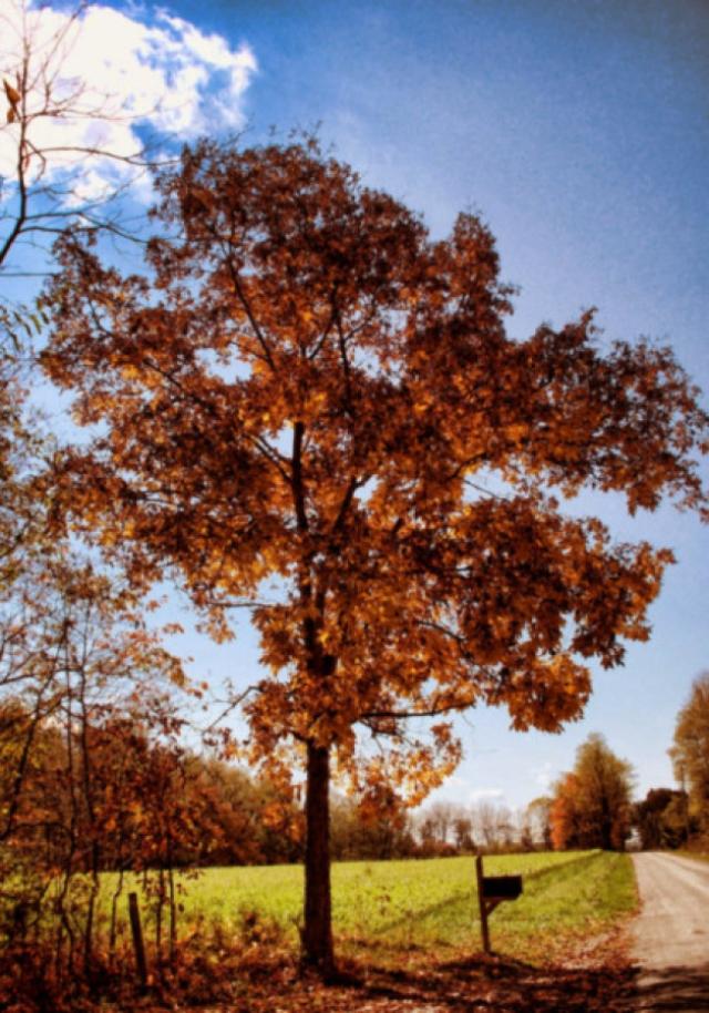 Gardening: 'Wonderful autumn colour contributors' - Limerick Live