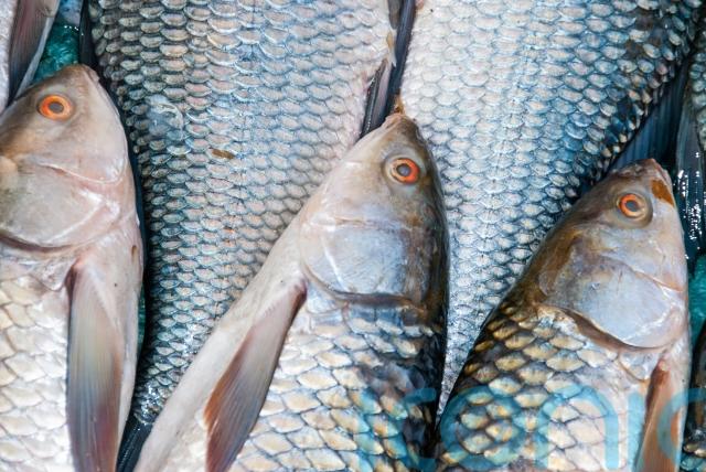 Eating fish twice a week linked to higher skin cancer risk ...