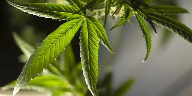 Limerick man suffering from PTSD fined for growing cannabis plants in attic of his home