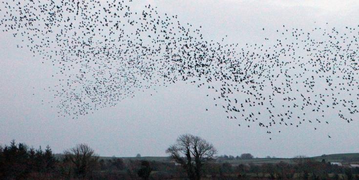 Starling attack in Limerick leaves council scratching around for answers