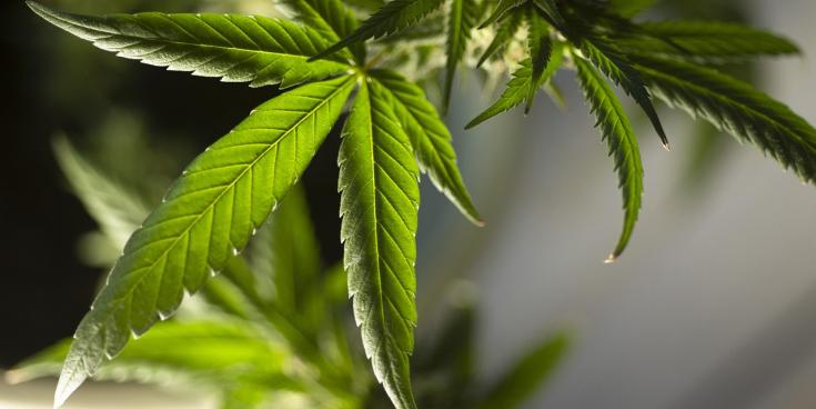 Limerick man suffering from PTSD fined for growing cannabis plants in attic of his home