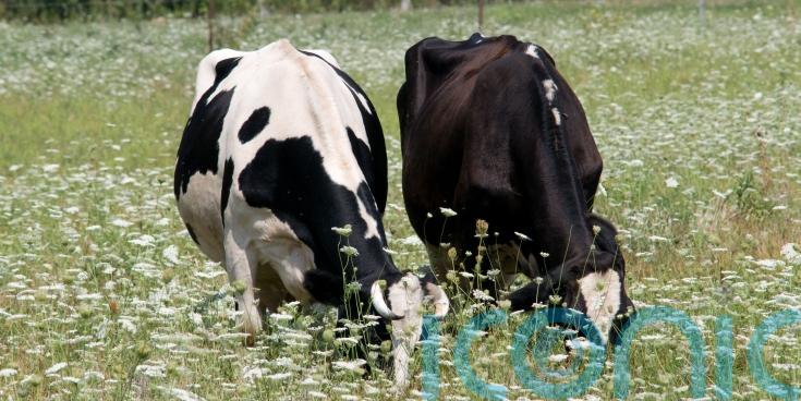 First suspected bluetongue outbreak in Northern Ireland under investigation