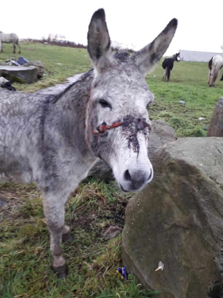 'Sheer neglect' Donkey rescued in Limerick had suffered 'horrific head injuries' Photo 1 of 3