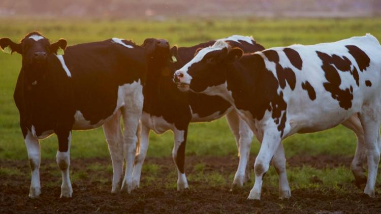 Limerick farmers urged to be vigilant after bluetongue detection