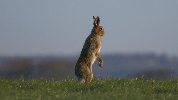 Biodiversity scheme opens in 2026 to support landowners in creating wildlife habitats
