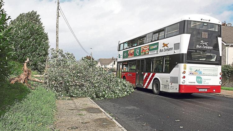 Limerick council removes trees 'for health and safety reasons'