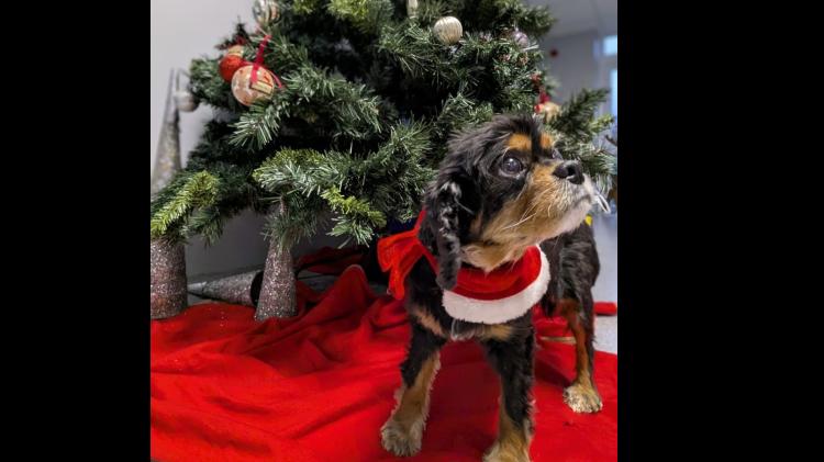 Limerick Animal Welfare