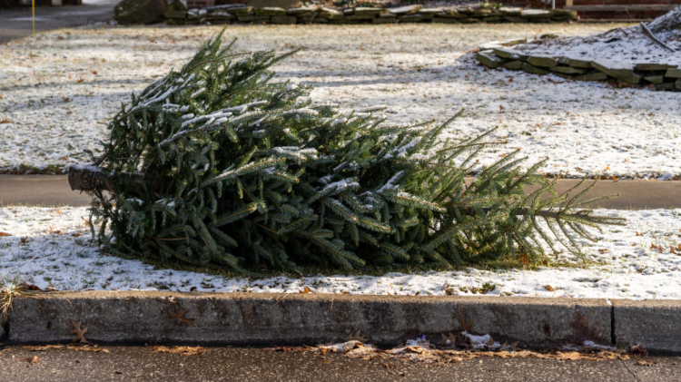 Free Christmas tree recycling across Limerick throughout January