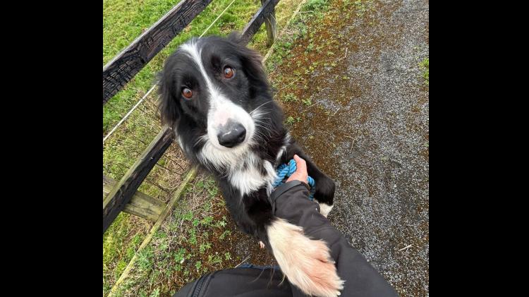 PICTURES: Pets given a second chance by Limerick Animal Welfare look for loving new homes