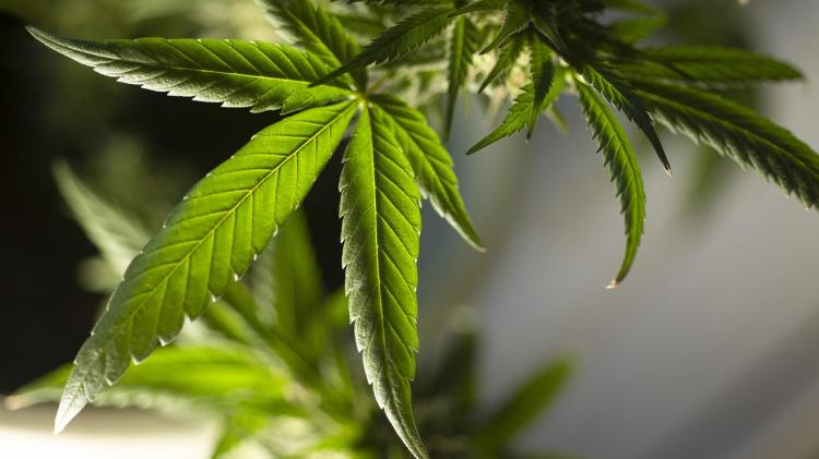 Limerick man suffering from PTSD fined for growing cannabis plants in attic of his home