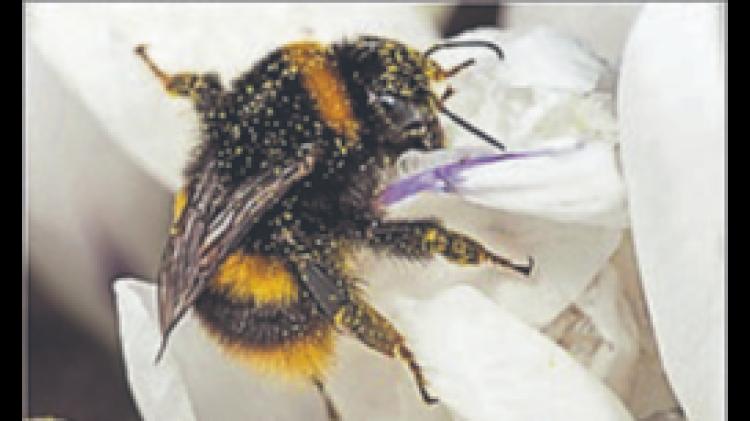 Spring stirs in the frost: A morning of wild encounters in Limerick's People's Park