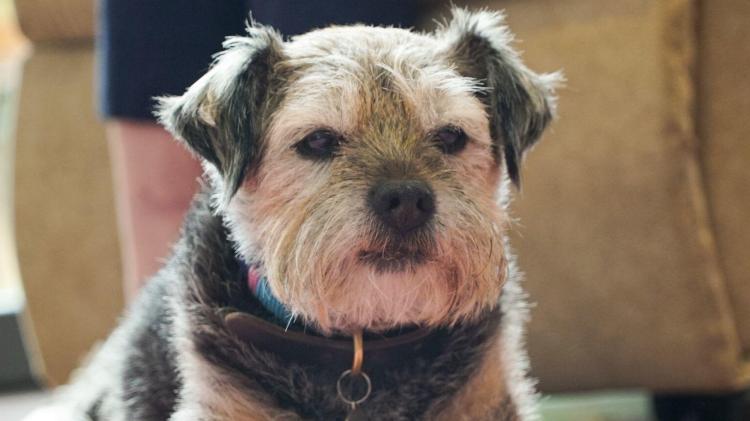 Pet friendly businesses