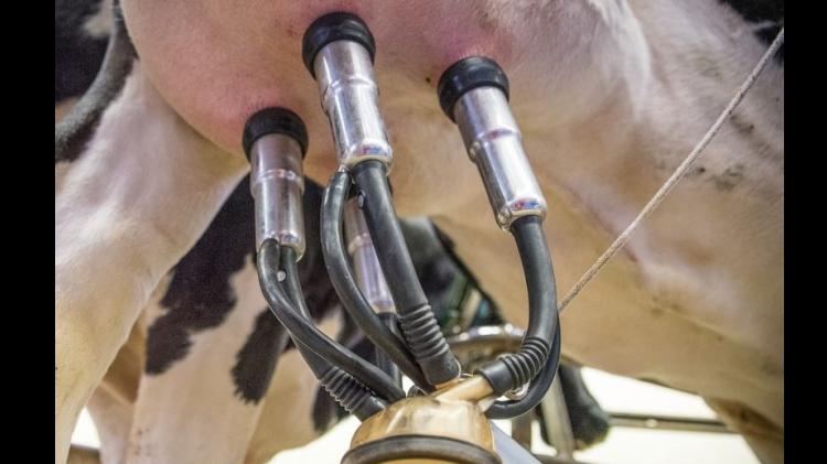 IFA raise Limerick dairy farmers&rsquo; concern over lack of work permits