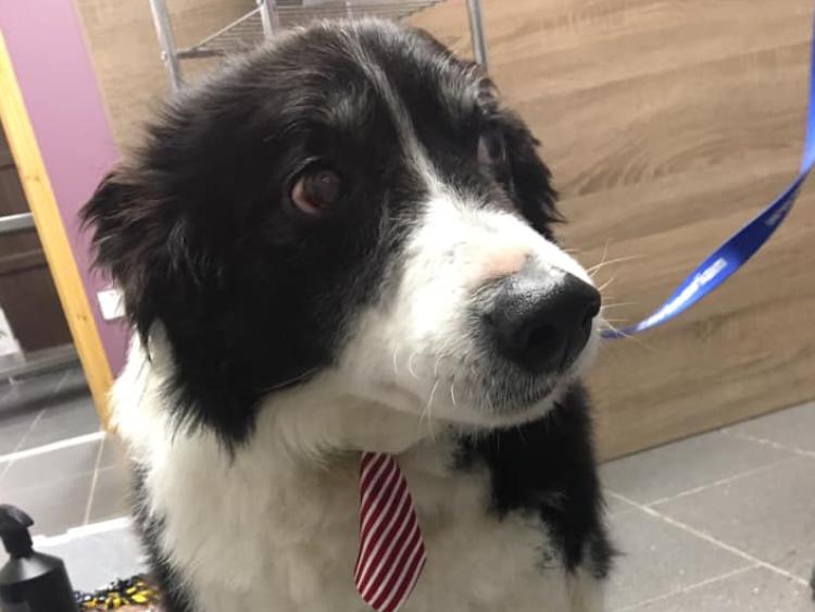 New mixed animal veterinary clinic and dog grooming service opens in