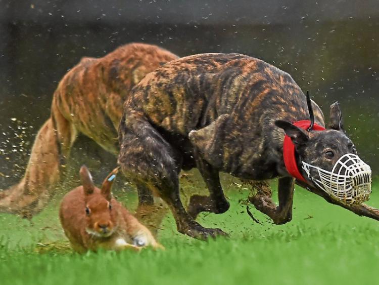 Prestigious Coursing event the Irish Cup in Limerick this weekend