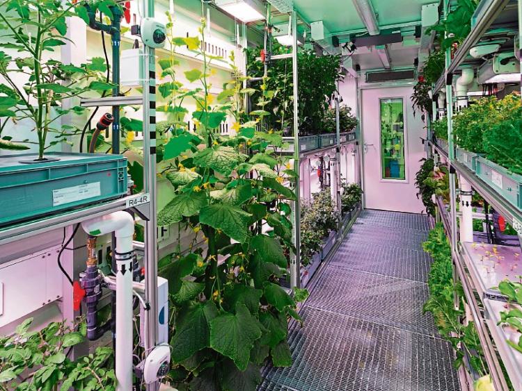 Ground control to Limerick IT Plants grown at college are