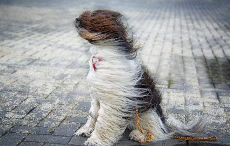 01-windydog-carloscherer.jpg.838x0_q80