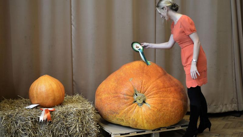 RHS London Harvest Festival Show