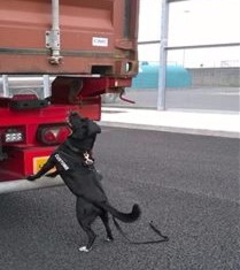 Detector dog sniffs out 8 million cigarettes seized in Limerick