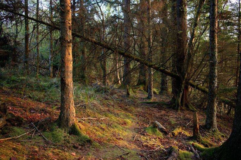 Coillte withdraw application for extensive new Limerick woodlands following objections