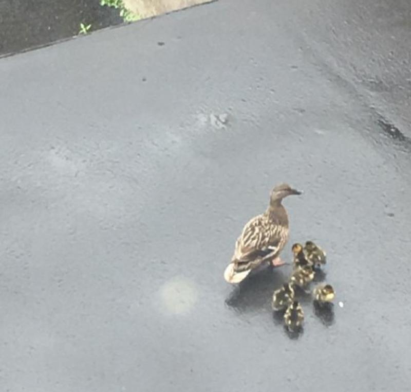 The ducks “must have enjoyed themselves - they stayed for a while!”
