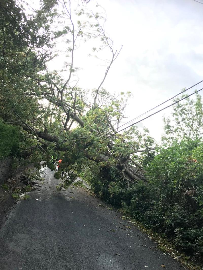 UPDATE: 'Numerous' fallen trees reprted as Storm Ali sweeps across Limerick