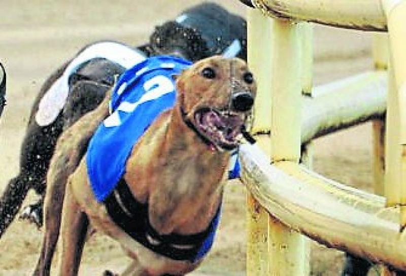 Investigation reopens into Limerick greyhound who tested positive for cocaine