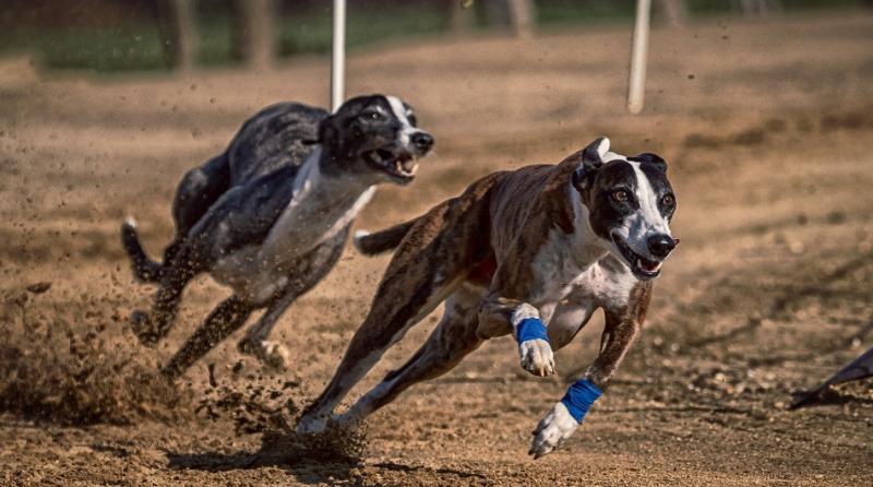 Limerick headquartered Greyhound Racing Ireland 's legal spend doubles to €373,667