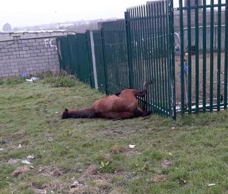 Horse dies after it was 'impaled in fence' in Limerick