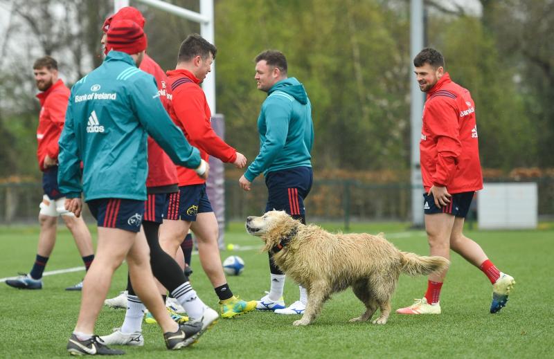 Peter O'Mahony: 'Munster are a different animal to 12 months ago'
