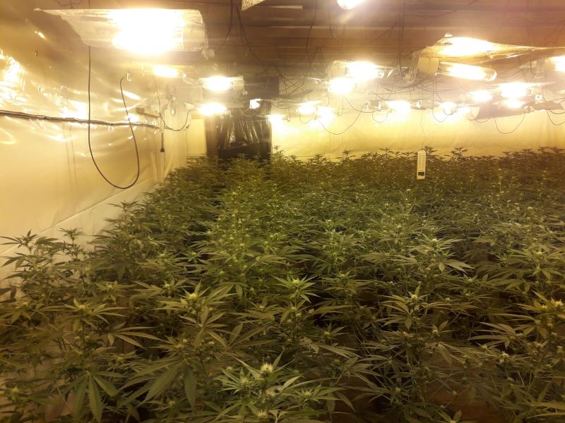 Gardai arrest woman in connection with cannabis grow house in Clare