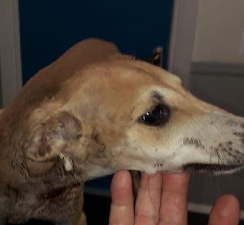 Limerick Animal Welfare rescue 'neglected' puppy with horrific injuries