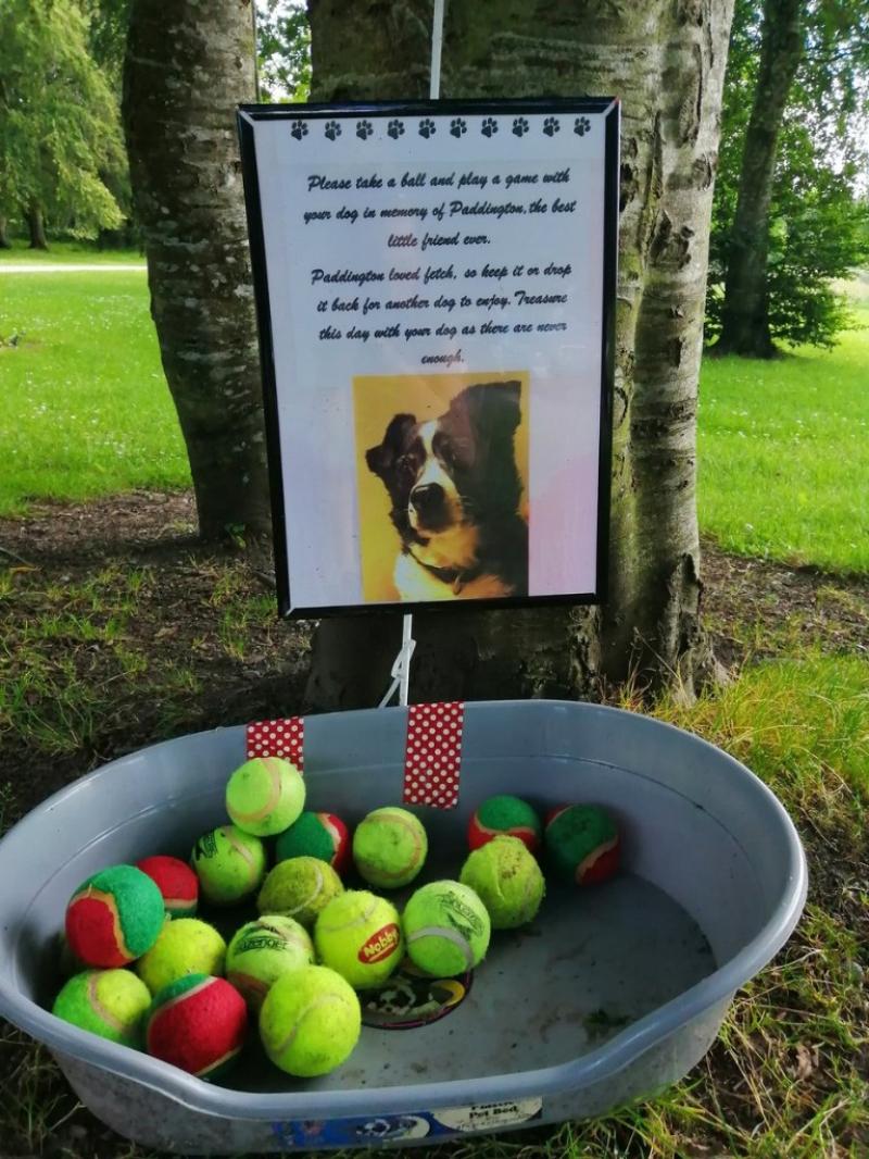 Touching gesture for beloved dog in Limerick forest park brings ‘lump to the throat’