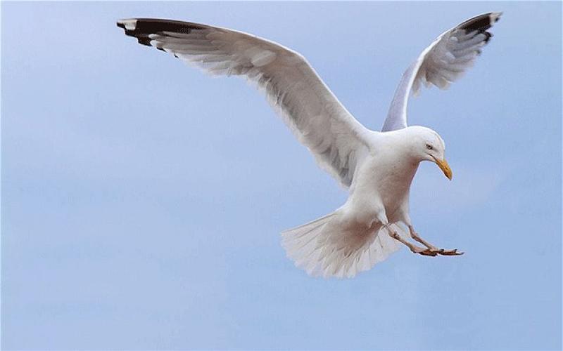 Co Kildare gets reports rising levels of call-outs dealing with seagulls and pigeons 