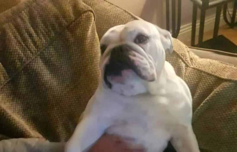 Missing bulldog Diva reunited with overjoyed owner
