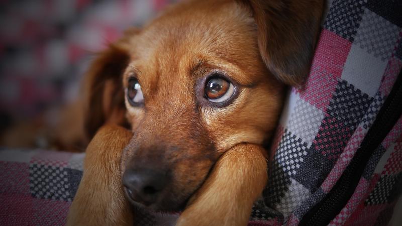 Ireland faces possible shortage of vets according to stark survey