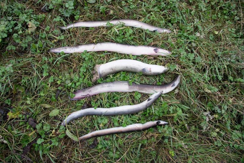 Pressure on ESB to act over mass fish kills at power station near Limerick